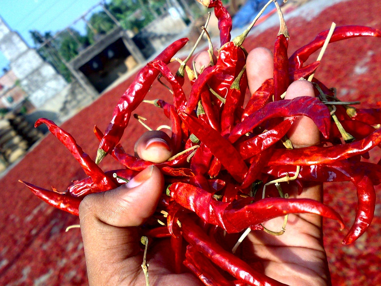 Roasted Honey-Chili Redskins