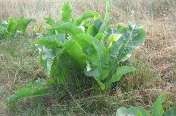 Roasted Vegetables With Horseradish Dressing