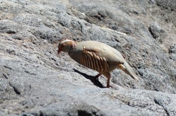 Barbara's Chicken Dish