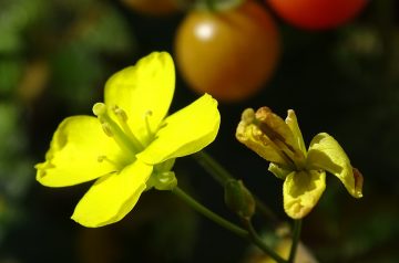 Penne With Arugula (Rocket)