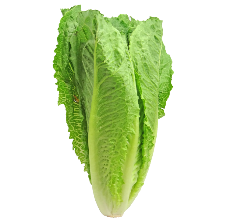 Romaine