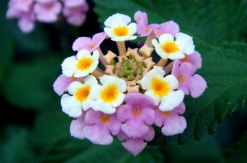 Sage and Lemon Chicken