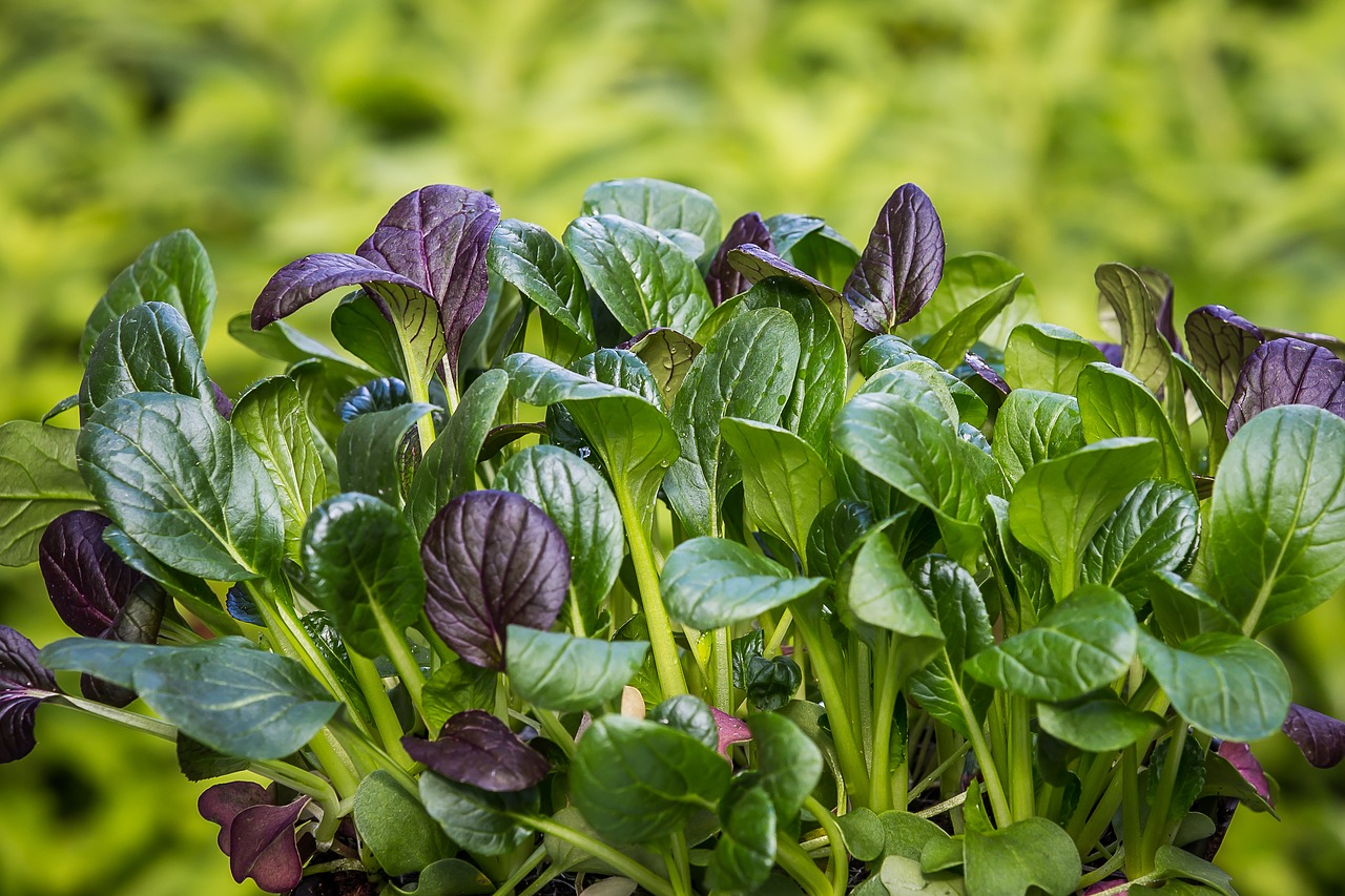 Sandie Lefever's Spinach Salad