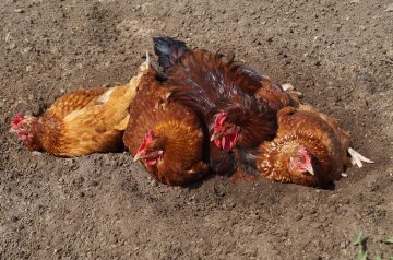 Saucy Chicken the Whole Family Will Love!