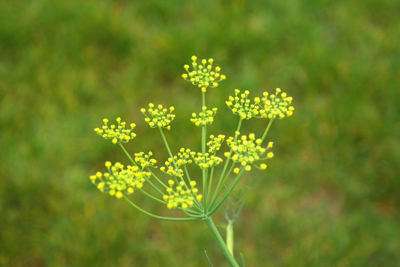 Sauteed Fennel