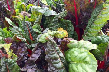 Sauteed Swiss Chard with Red Onions