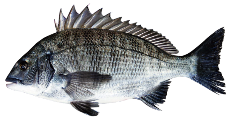 Roasted Sea Bream With Herbs
