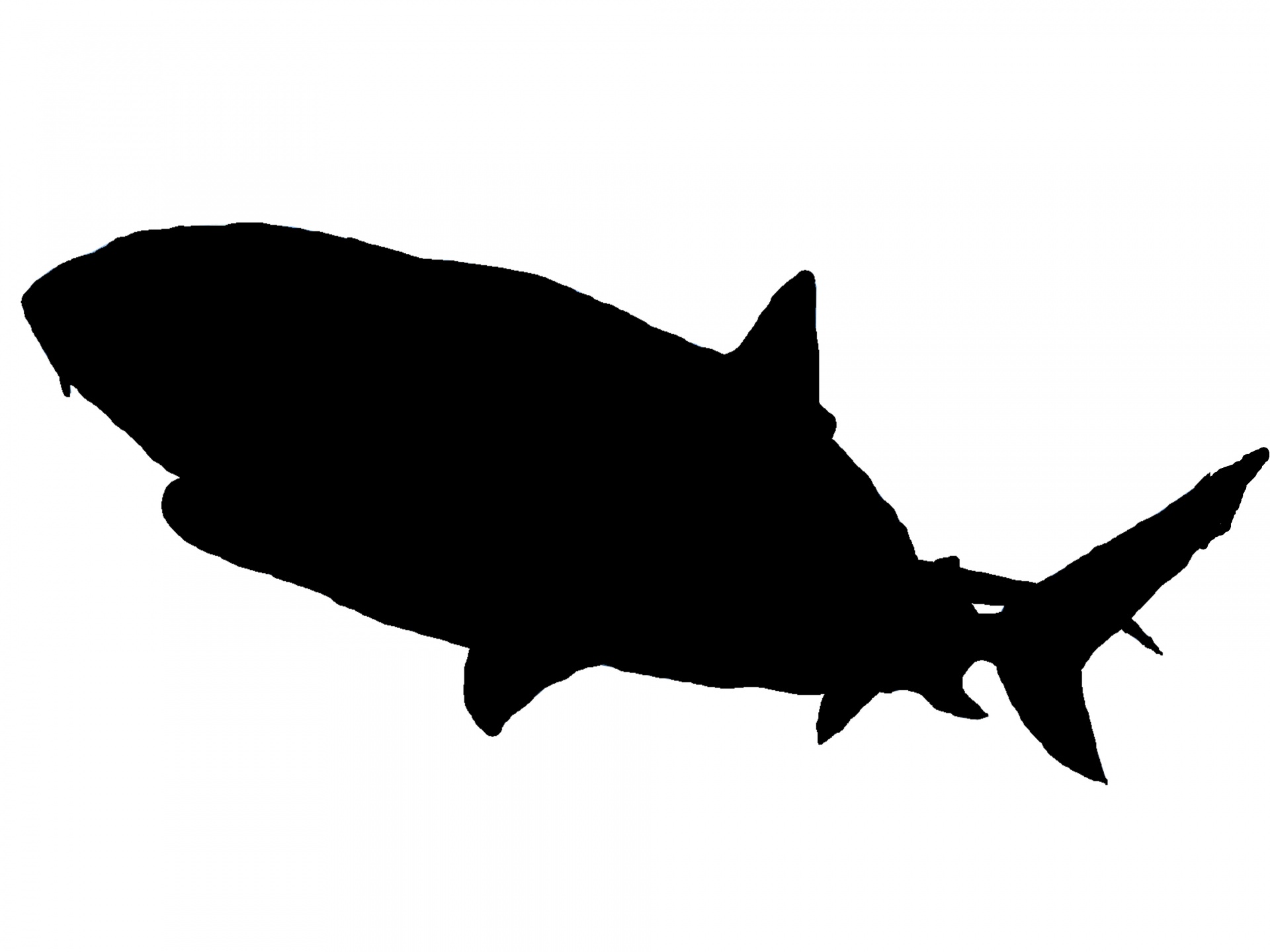 Cajun Shark