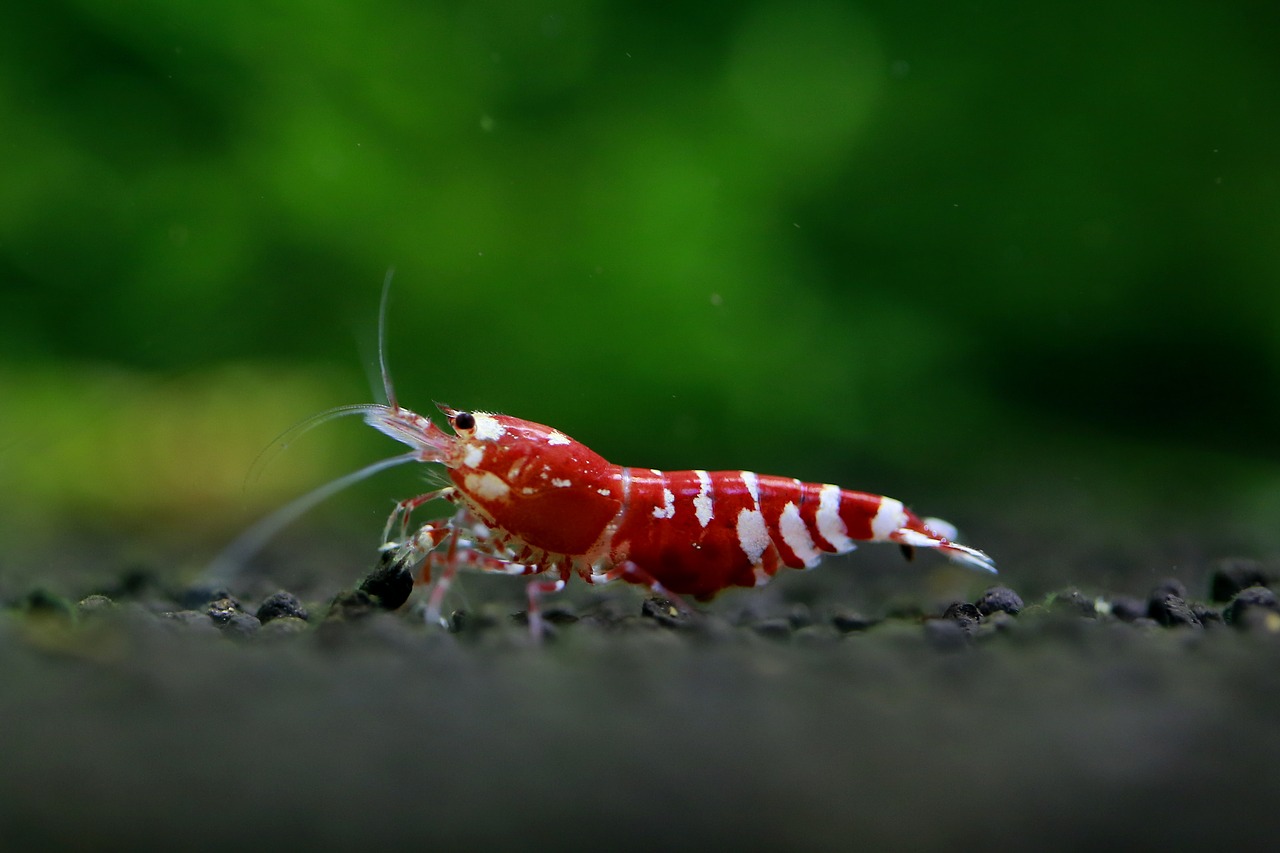 Simple Skewered Shrimp