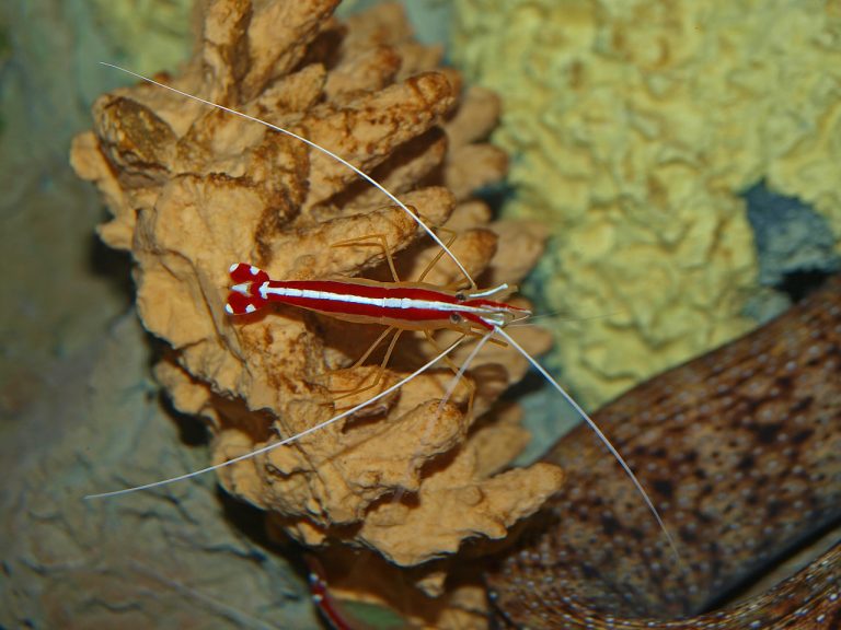 Shrimp Monterey