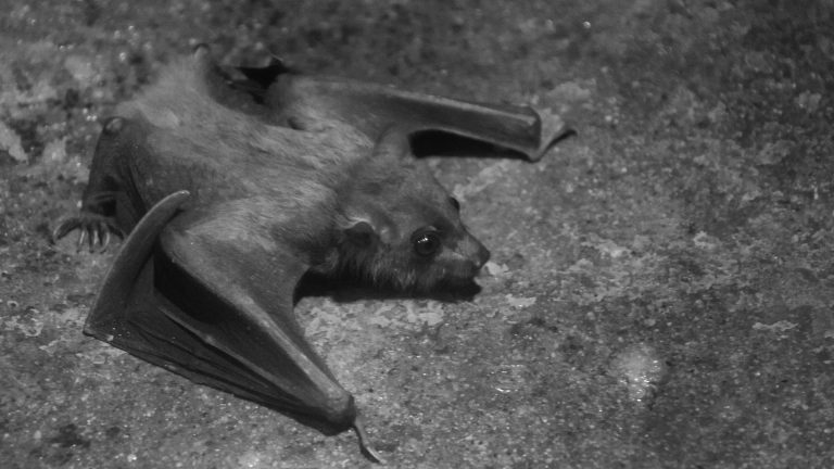 Bat Eyes