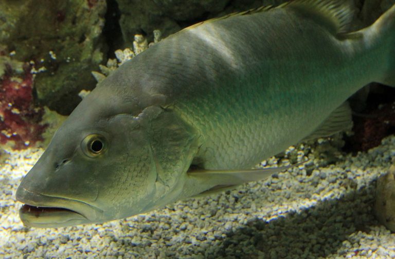 Snapper Livornese
