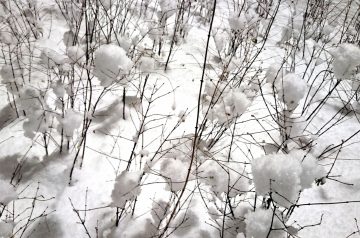 Peppermint Snowballs