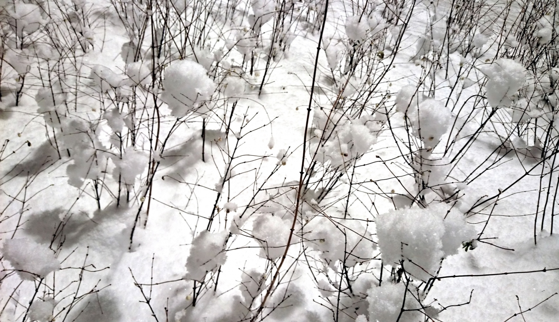Peppermint Snowballs