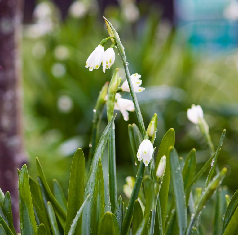 Orange Snowdrops