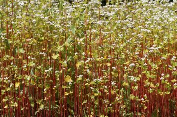 Sourdough Buckwheat Waffles