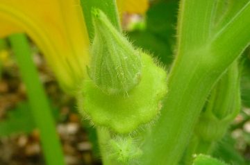 South of the Border Squash