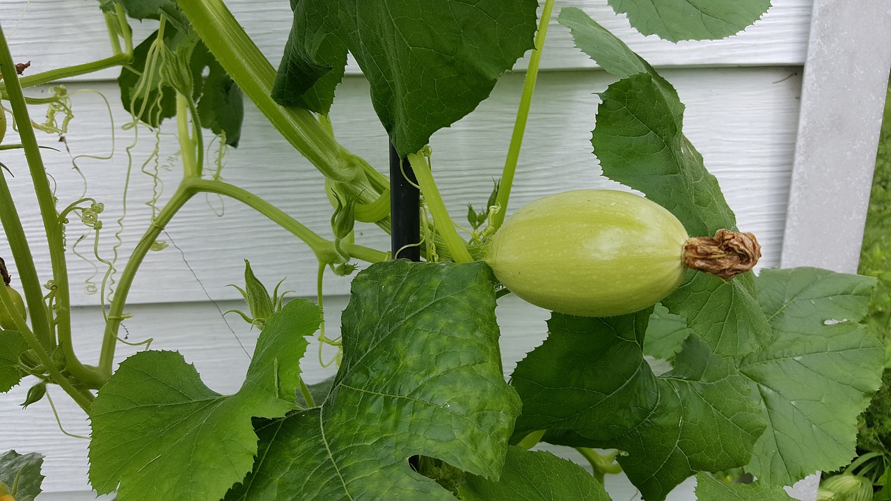 Spaghetti Squash With Alfredo