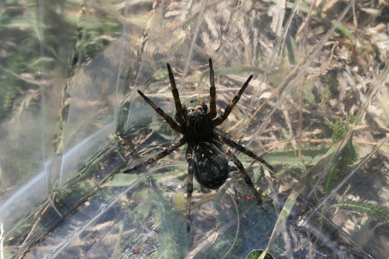 Glacier Cheesecake Bites
