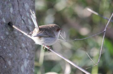 Splendid Chicken and Corn