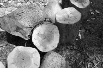Cucumber Logs Filled With Black and Gold Hummus