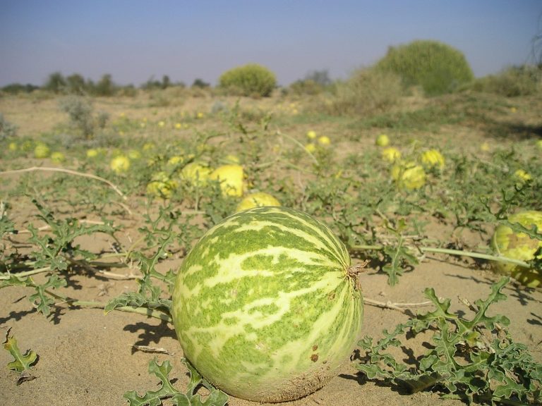 Steamed Stuffed Bitter Melon