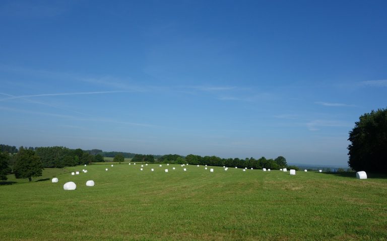 Garlic in the Straw and Hay