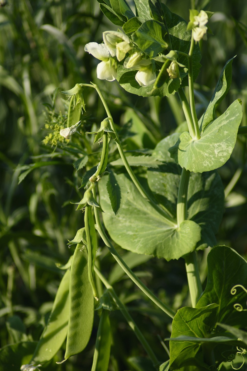 Herbed Cardamom Peas