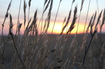Easy Meatloaf With Shredded Wheat