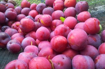 Sweet and Sour Plum Meatballs