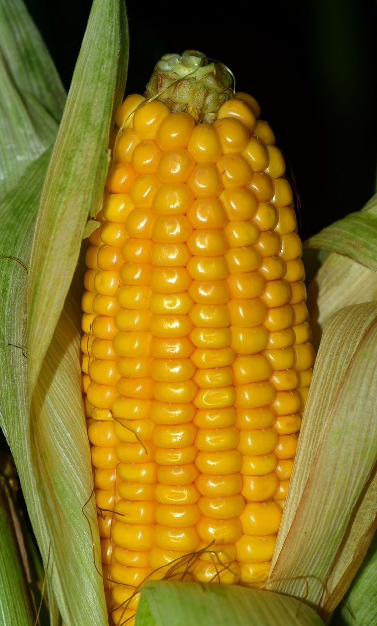 Sweet Corn Cakes