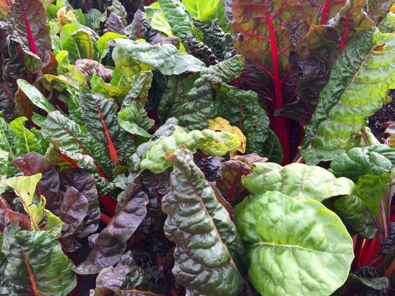 Swiss Chard Dolmades
