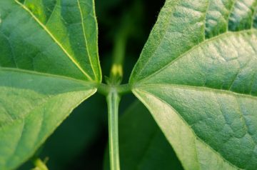 Tater Tot Green Bean Surprise