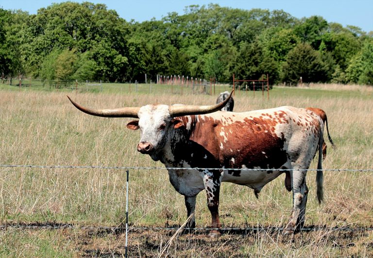 Texas Longhorn Touchdown Brownies