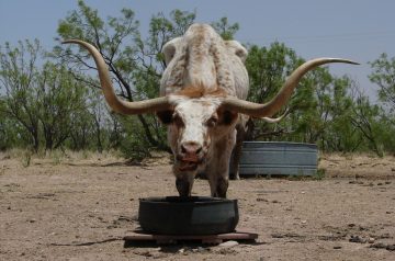 Texas-style Cheese Beef Nuggets