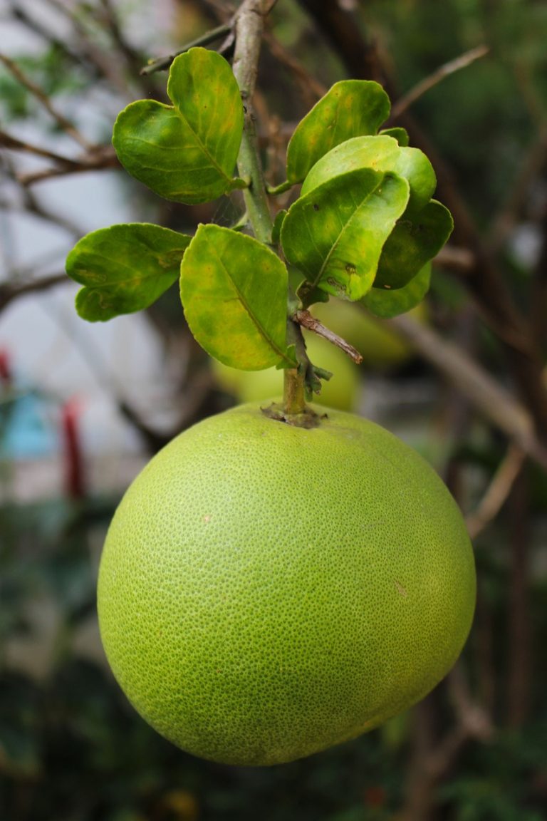 Thai Pomelo Salad