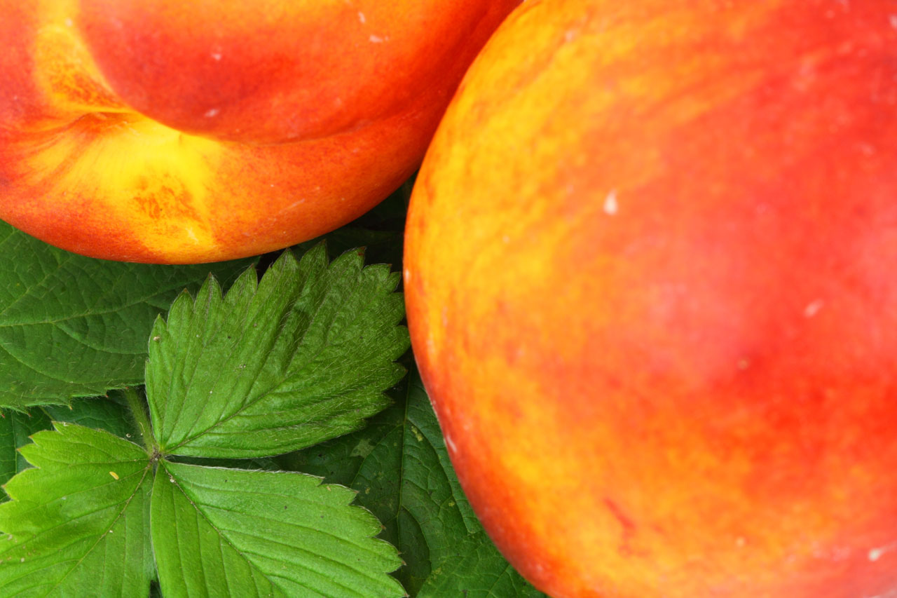 The Best Peach Nectarine Muffins