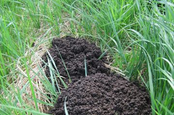 Thoroughly Modern Mole