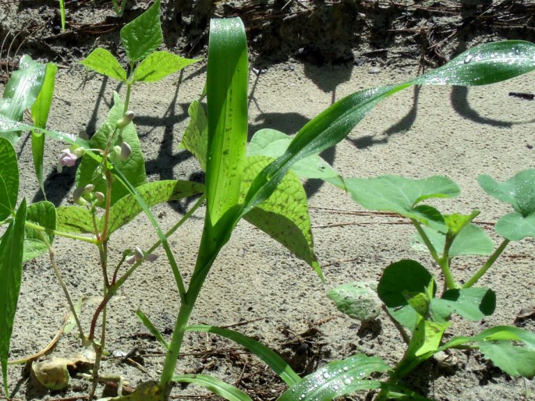 Three Sisters' Salad