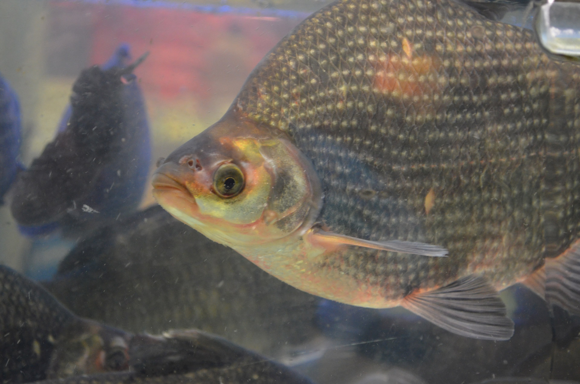 Tilapia and Shrimp En Papollote