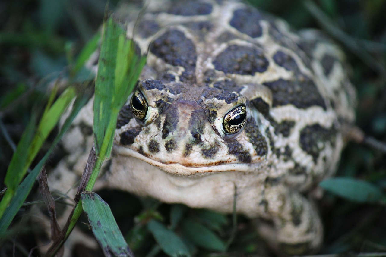 Toad- In- the -Hole II