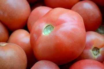 Bumper Crop Tomato Salad