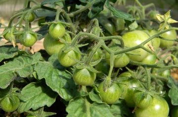 Horseradish Stuffed Cherry Tomatoes