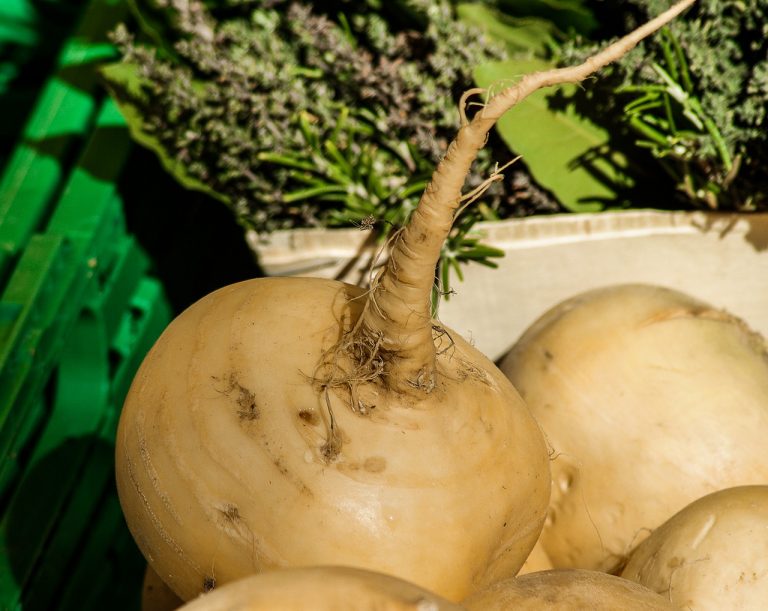 Turnip Soup