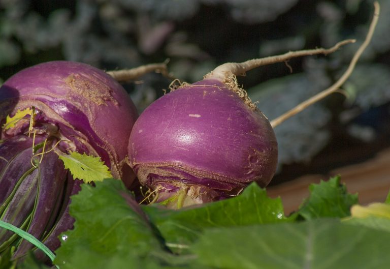Turnips Gratines