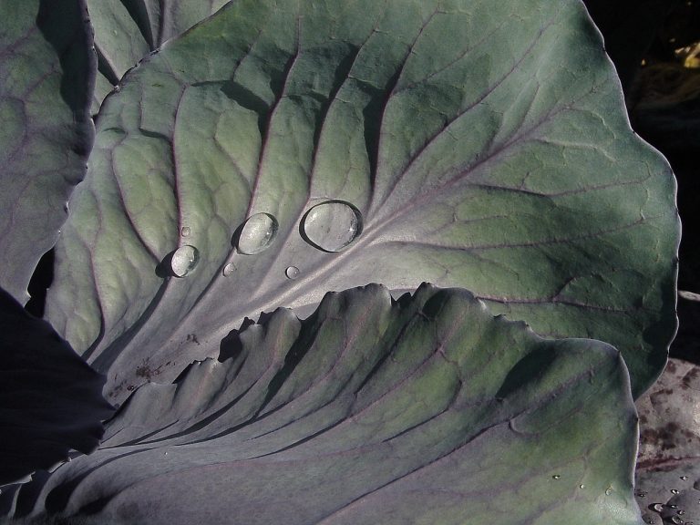 Red Cabbage Millet Gratin (German Vegetarian)