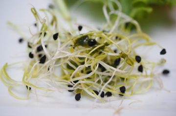 Veggie Sprouts Salad Combo