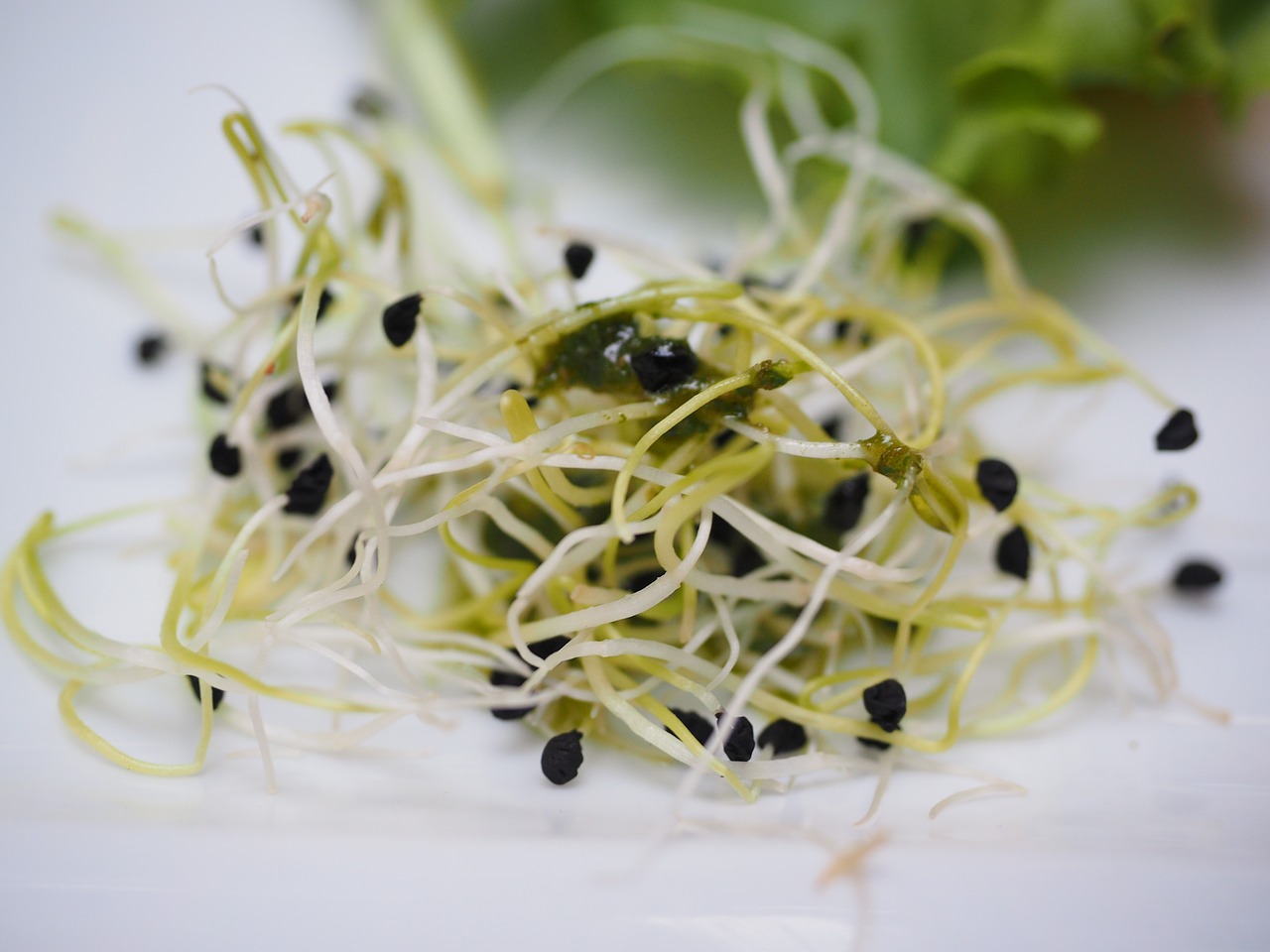 Veggie Sprouts Salad Combo