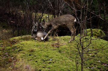 Venison for Chuck