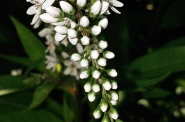 Veronica's Sweet-N-Tangy Chicken